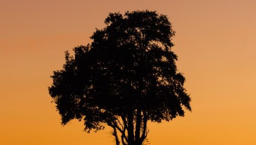 Une silhouette d'arbre à contre jour avec un ciel orange flamboyant.