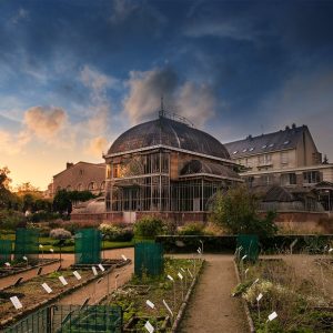 palmarium jardin des plantes
