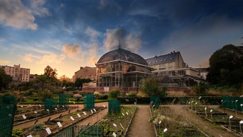 palmarium jardin des plantes 