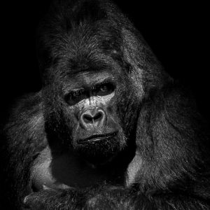 Portrait en gros plan d'un Gorille des plaines (zoo de la Boissière du dorée)