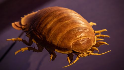 Une reproduction d'ispopde sous marin, le bathynome géant