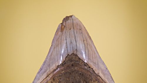 Une dent de mégalodon posé sur un socle 