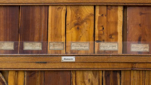 Un extrait de la collection d'éssence de bois du musée d'hstoire naturelle de Nantes. 