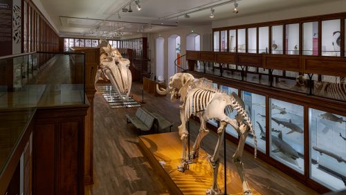 Perspective sur la galerie d'animaux du museum d'histoire naturelle de Nantes.