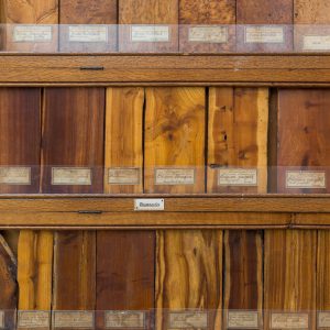 Des essences de bois rouge, disposés le long d'un mur